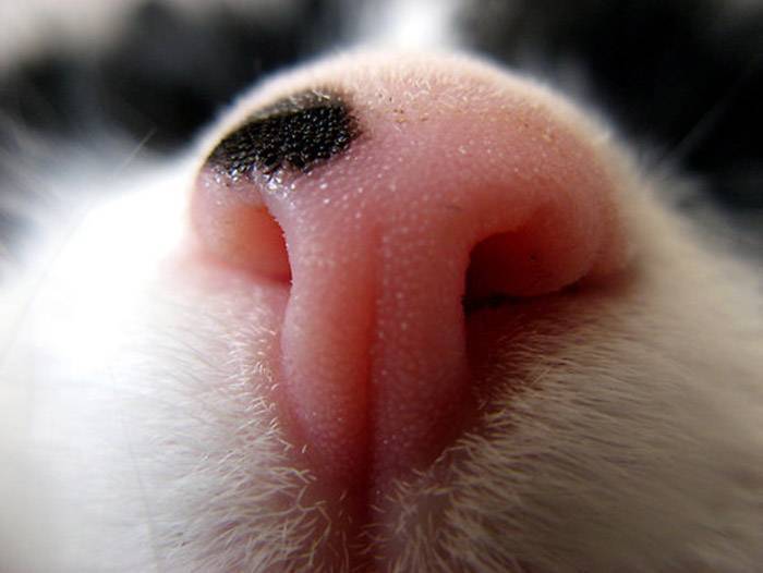 Почему у котенка сухой нос