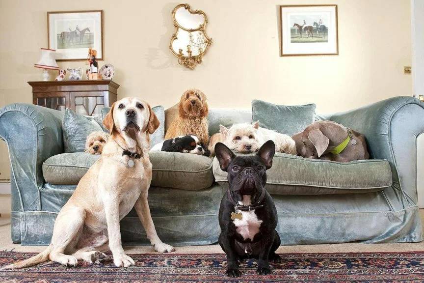 Самые неприхотливые собаки для квартиры – беспроблемные, послушные, спокойные и другие породы