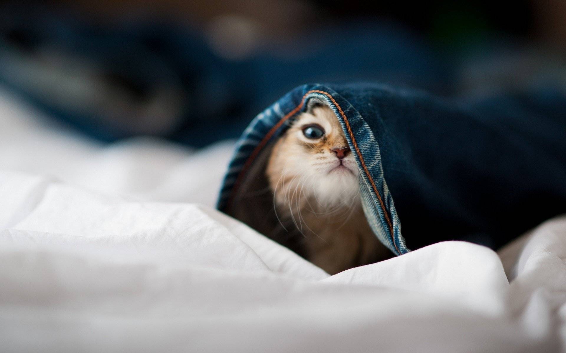 Почему кошка прячется под одеяло: топ-7 причин
почему кошка прячется под одеяло: топ-7 причин