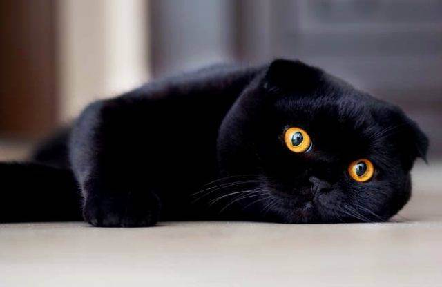 Фото Шотландских Черных Кошек