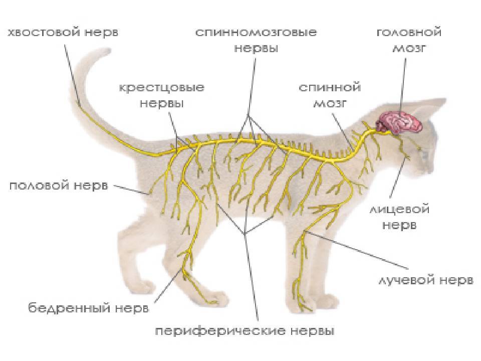 Внешнее строение кошки кратко. Строение спинного мозга кота. Строение нервной системы животных. Нервная система кота анатомия. Периферическая нервная система кошки анатомия.