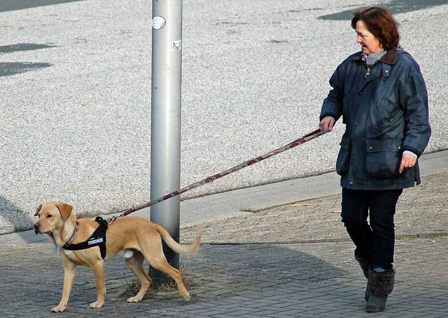 Как отучить собаку тянуть поводок на прогулке | все о собаках