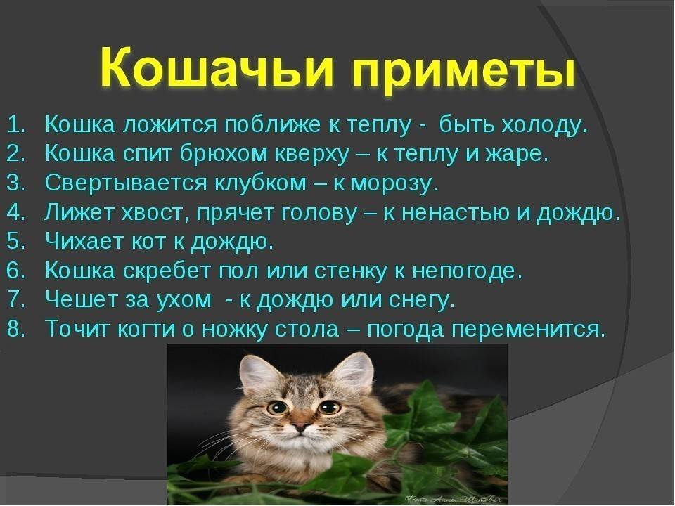 Рыжий кот в доме приметы - суеверия и приметы