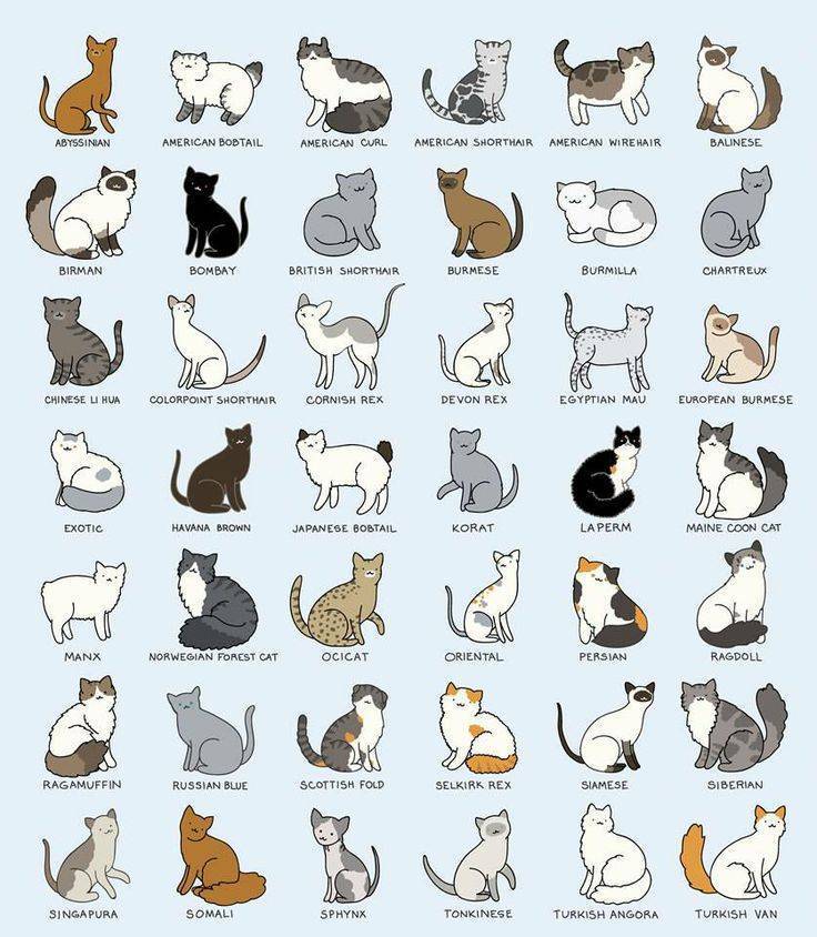 Таблица окрасов кошек