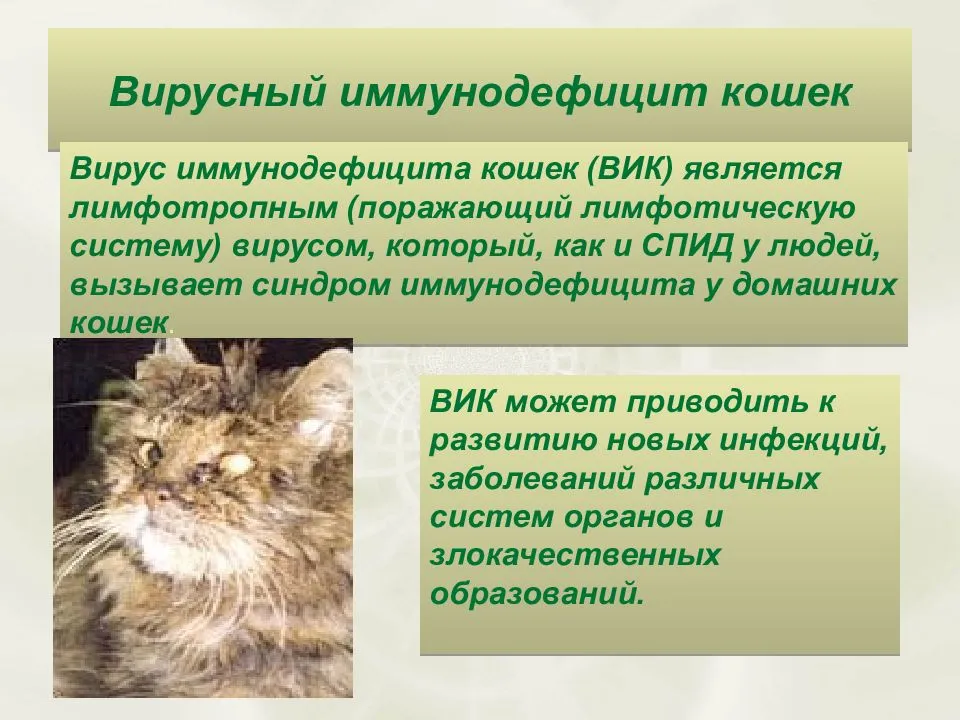 Гепатит у кошек: виды, симптомы и лечение