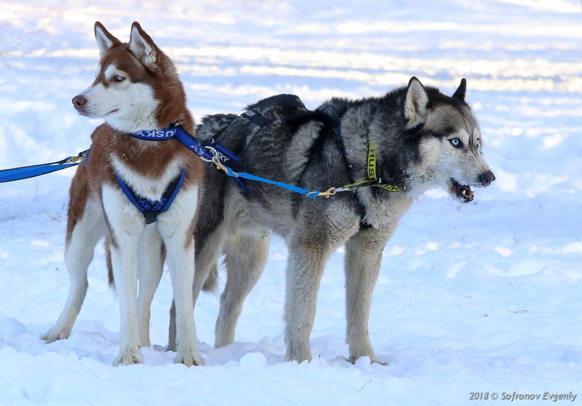 Самые лучшие породы северных полярных ездовых собак для работы в упряжке