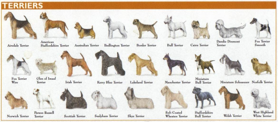Йоркширский терьер (йорк): описание породы собаки, фото, характер, уход и содержание, щенки
