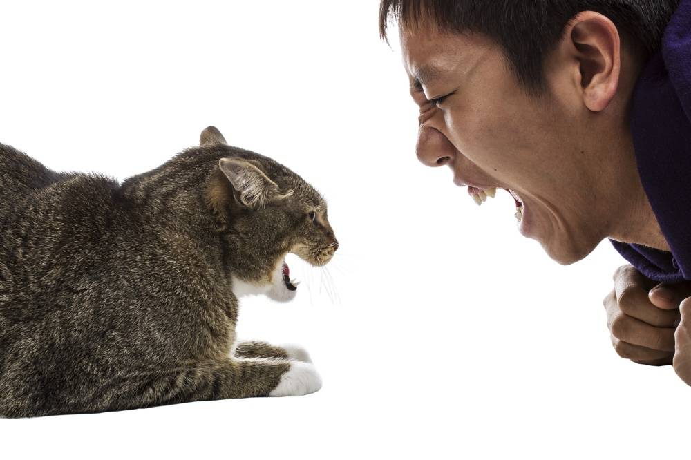Кот или кошка шипит на хозяина - что делать?