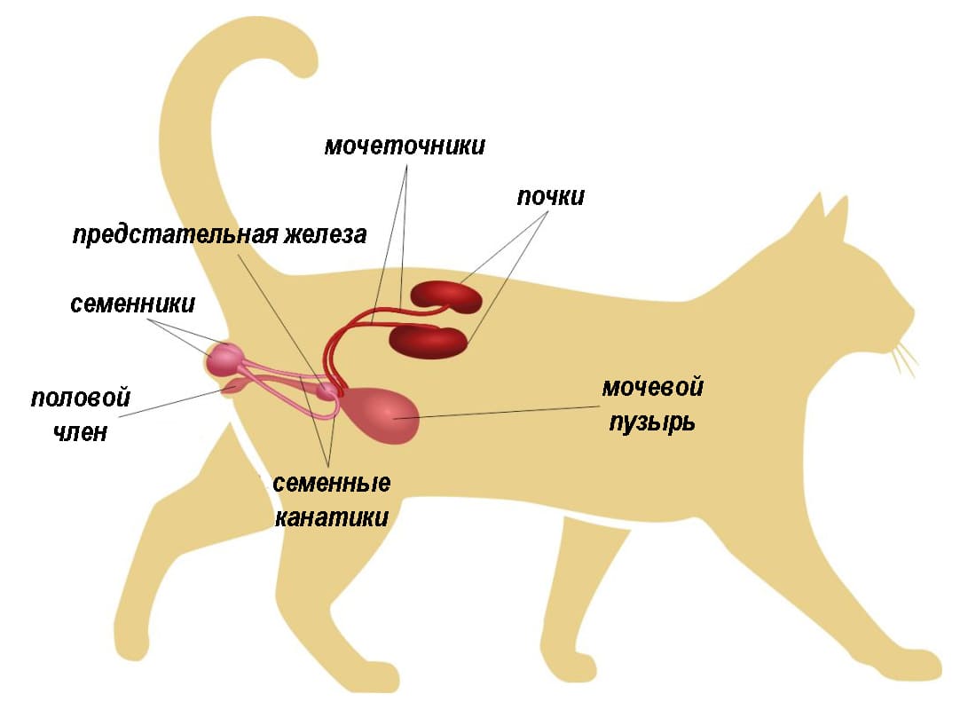 Строение мочеполовой системы собаки самки