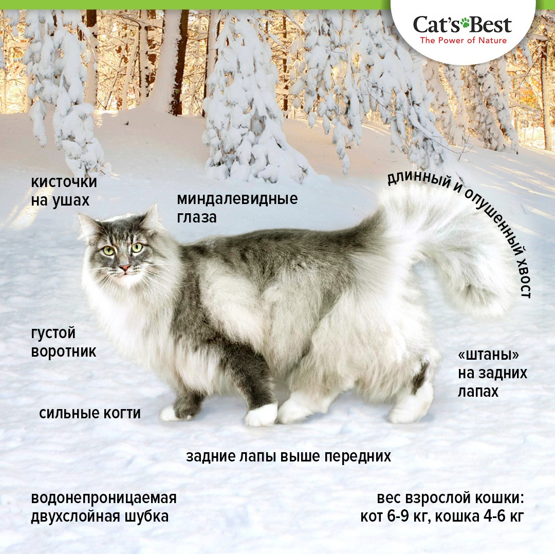 Норвежская лесная кошка: описание породы, фото, характер, вес и размеры