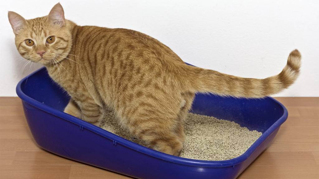 Котёнок ест наполнитель для туалета – что делать?