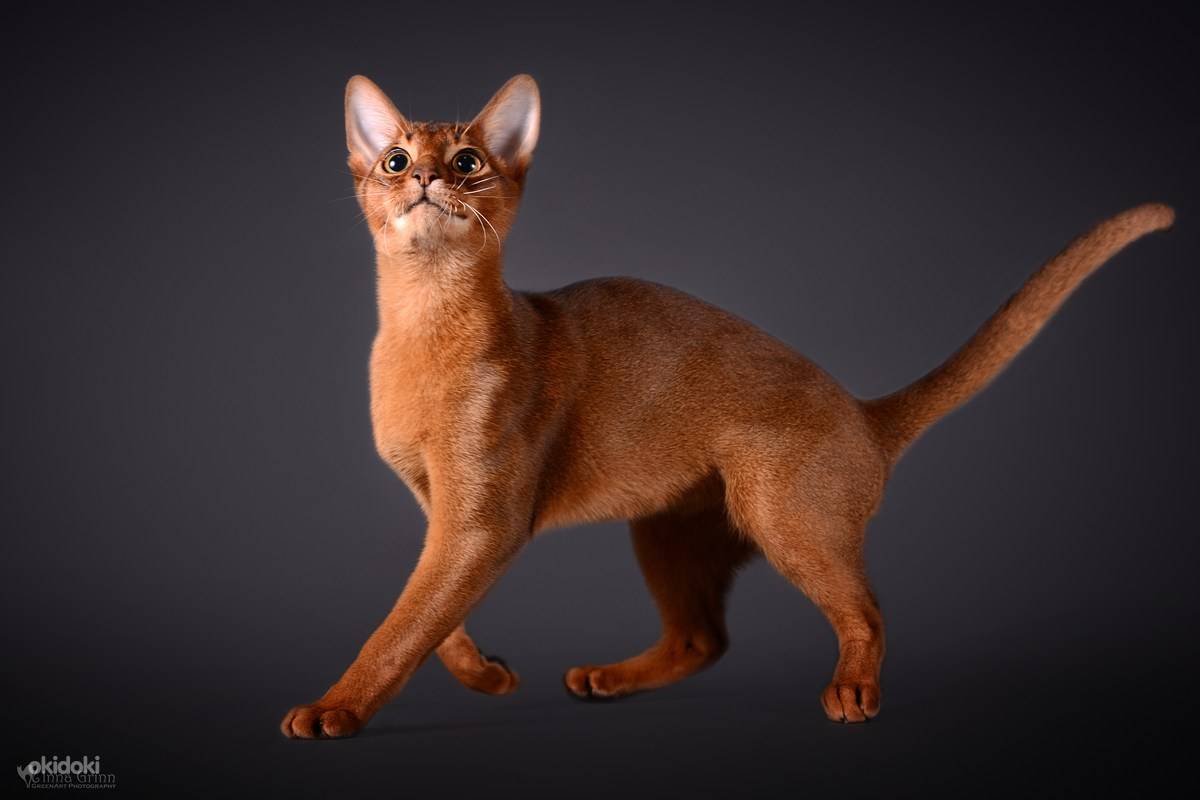 Абиссинская порода кошек: описание породы, характер и отзывы :: syl.ru
