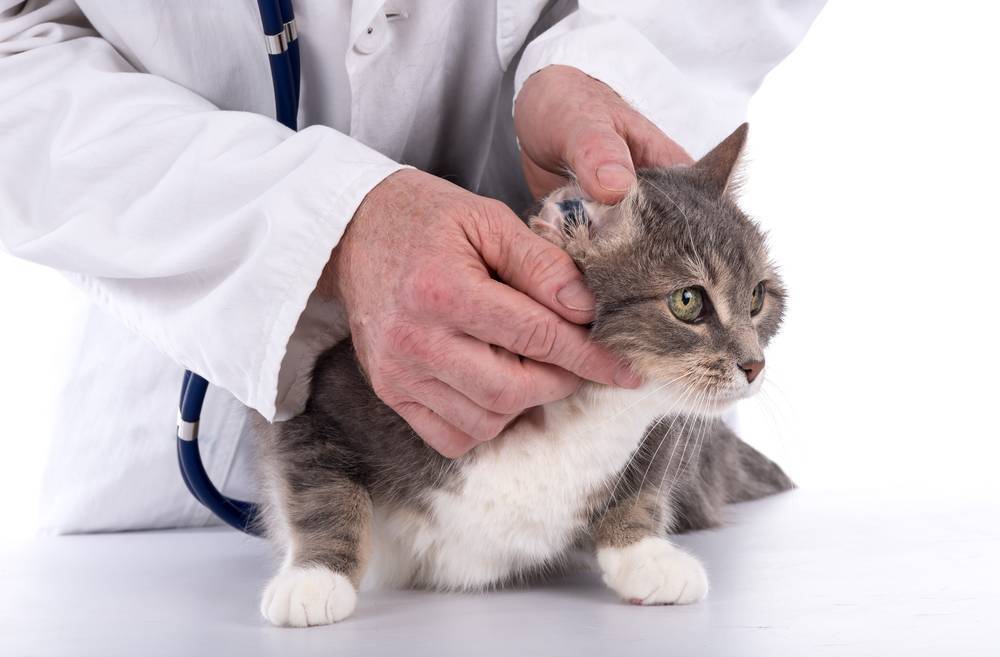 Папилломы у кошек и котов: симптомы, фото и лечение