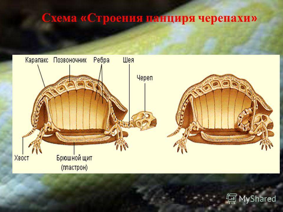 Член черепахи: описание репродуктивной системы, как устроен, как им пользуется