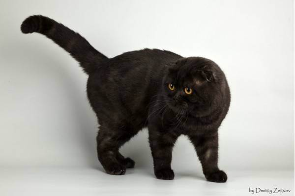 Шотландская вислоухая кошка: характер, описание породы, чем кормить, как выбрать котенка, фото, как назвать шотландца