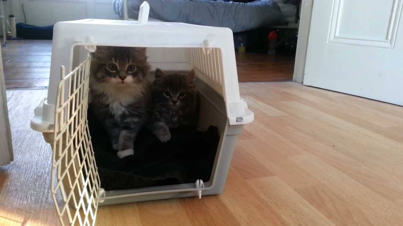 Адаптация взрослой кошки в новом доме: переезд в новую семью - как помочь коту адаптироваться