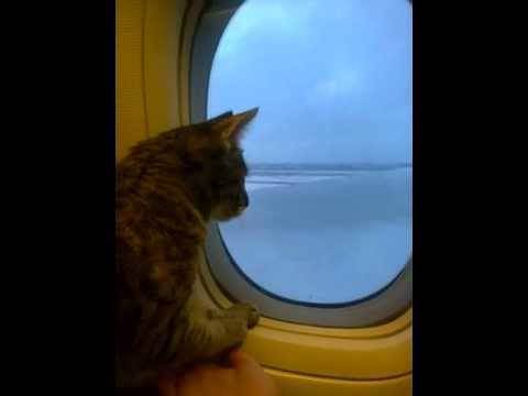 Как летать, если вы кот