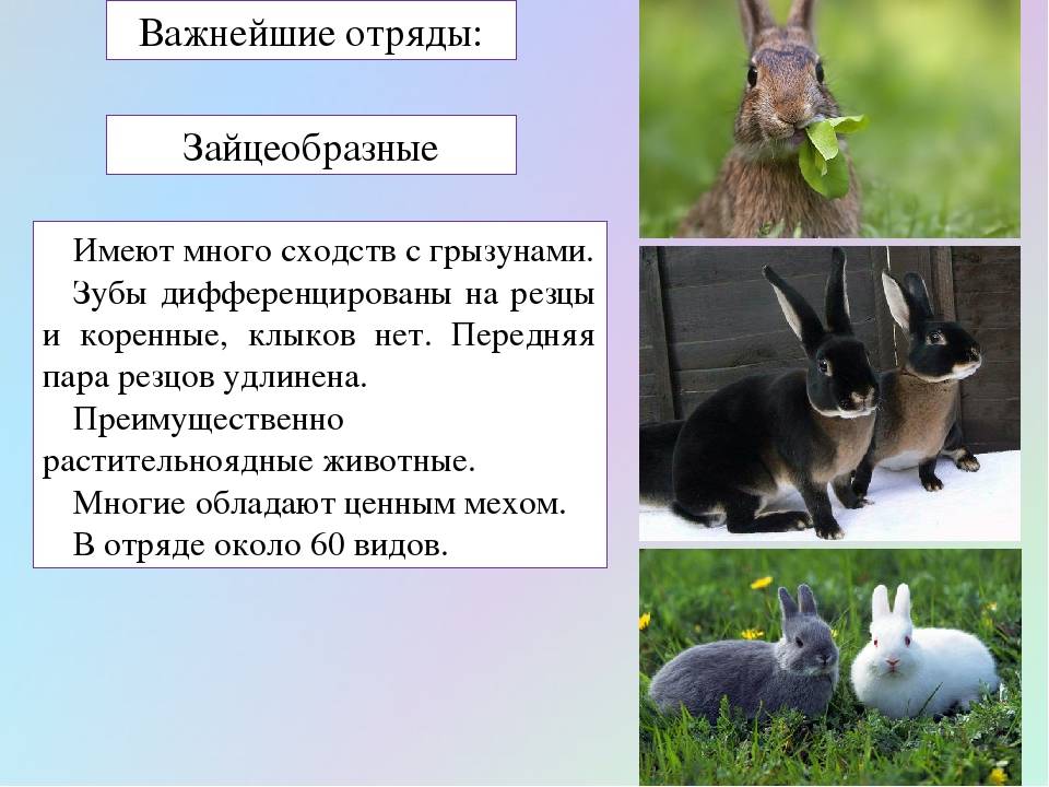 Отряд грызуны - представители млекопитающих грызунов, список с фото | семейство грызунов