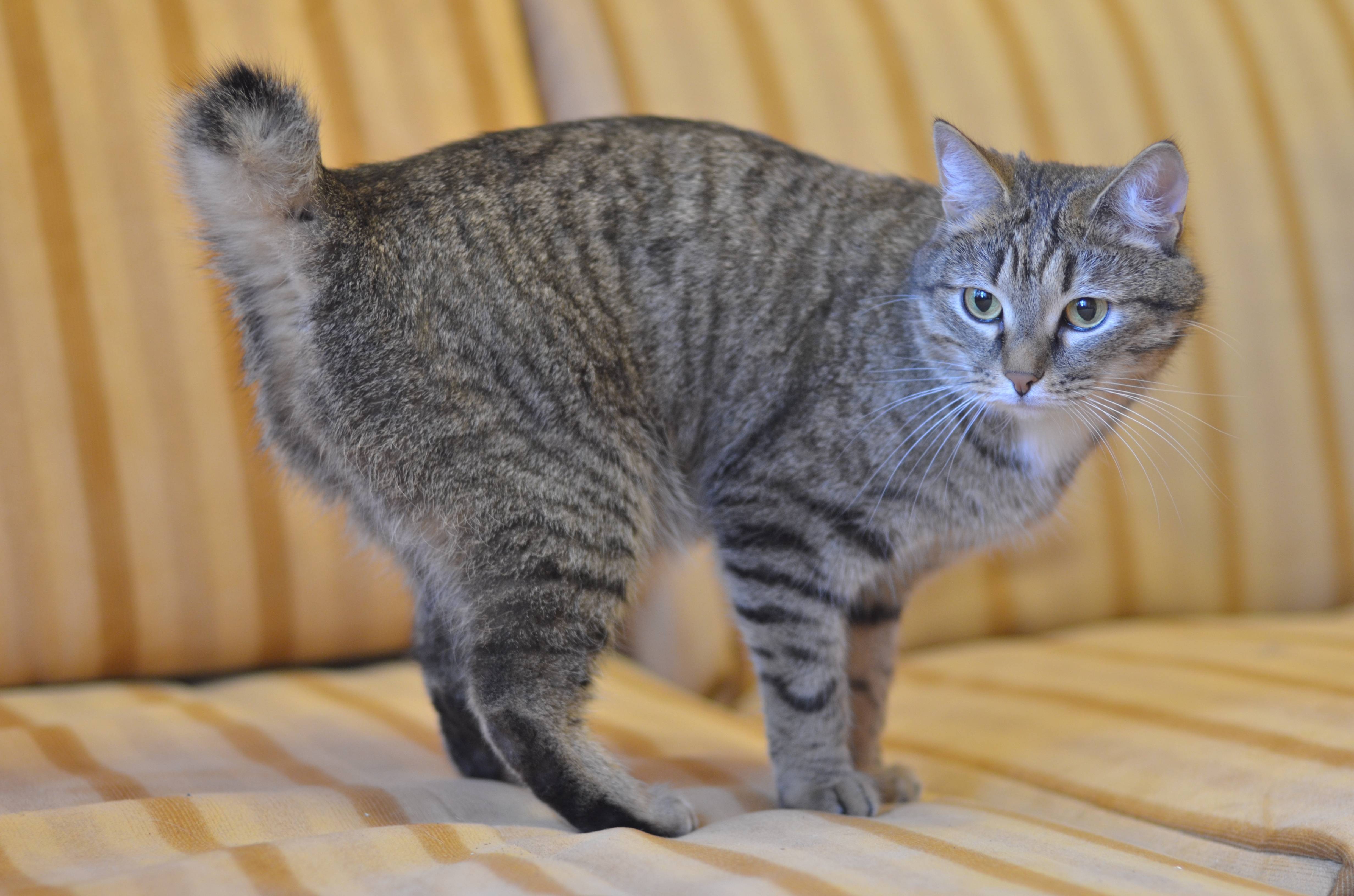 Порода кошек американский рингтейл фото и описание