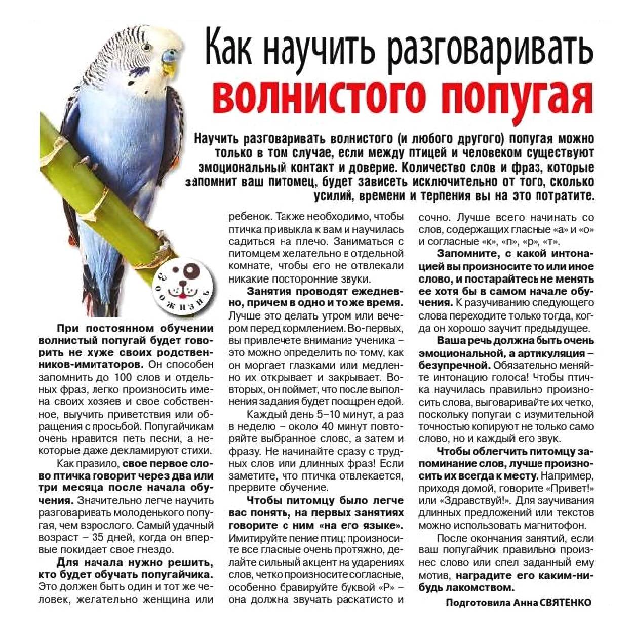 Как научить волнистого попугая говорить? мир хвостатых - журнал о домашних питомцах.