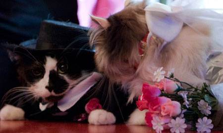Кошачьи свадьбы: поведение кошек во время вязки