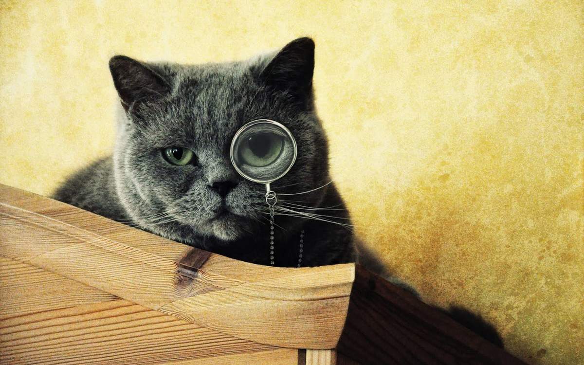 Кто умнее — кошки или собаки? - hi-news.ru