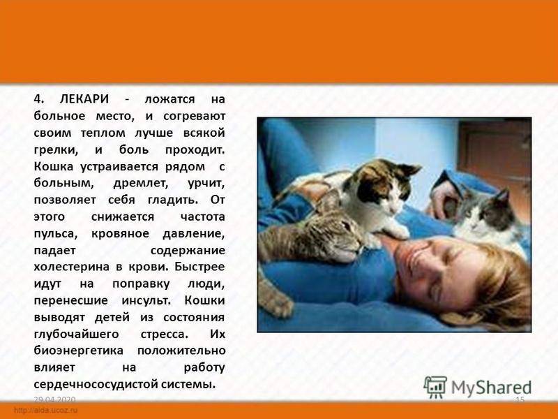Почему нельзя целовать кошек?