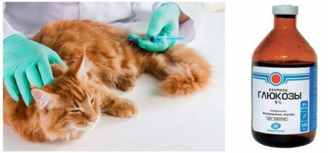 Сахарный диабет у кошек: симптомы, диагностика и лечение