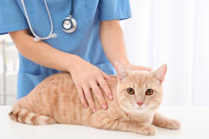 Почечная недостаточность у котов. 9 симптомов заболевания