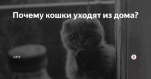 Куда попадают кошки после смерти, есть ли у них душа: ответы экстрасенсов, точка зрения православия