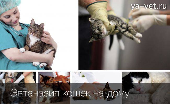 Как усыпляют кошек в ветклиниках - эвтаназия в домашних условиях