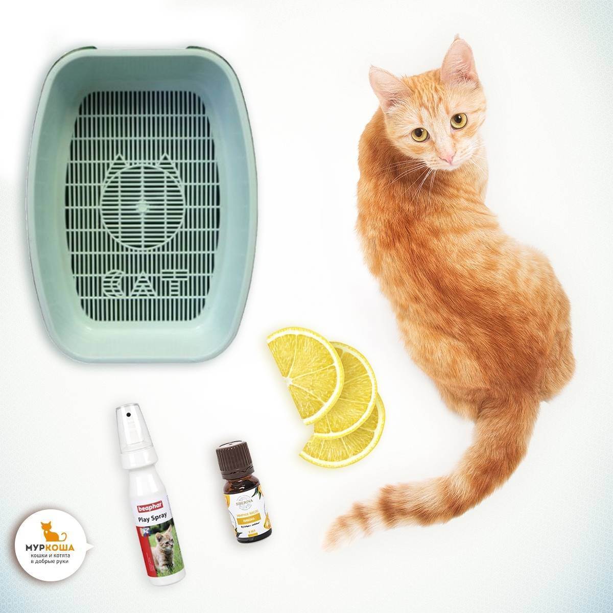 Как чистить уши кошке: полезные рекомендации ' кошки '