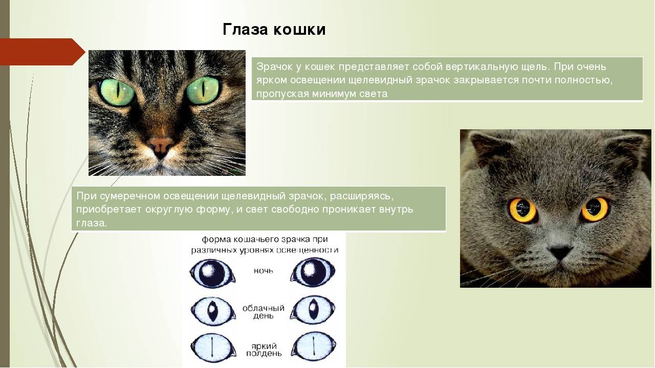 Есть ли у кошки связь между ее мастью и характером