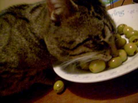 Коты любят оливки - причины, можно ли давать