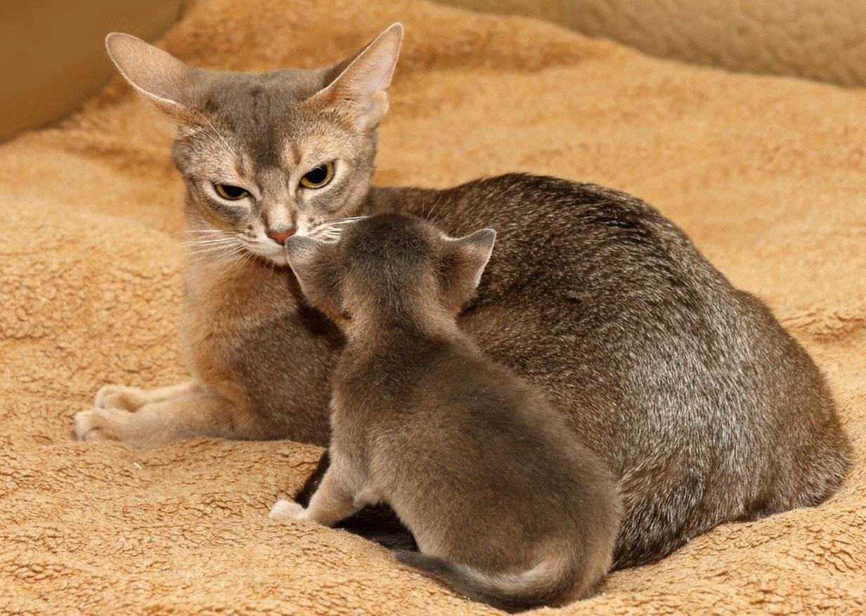 Тонкинская кошка (тонкинез)