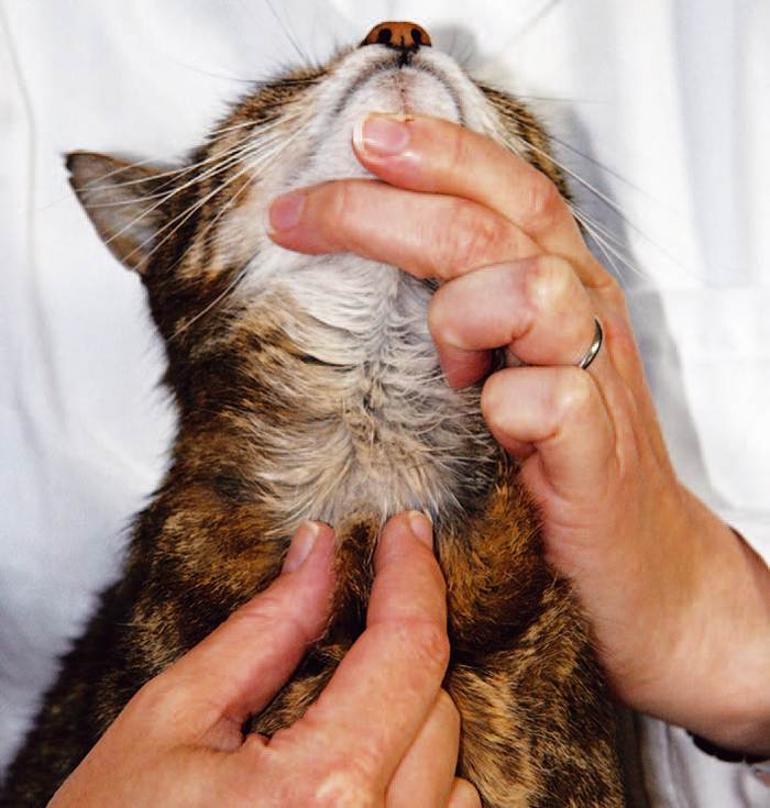 Гортань кошки. Щитовидная железа у кошек. Пальпация щитовидной железы у животных.