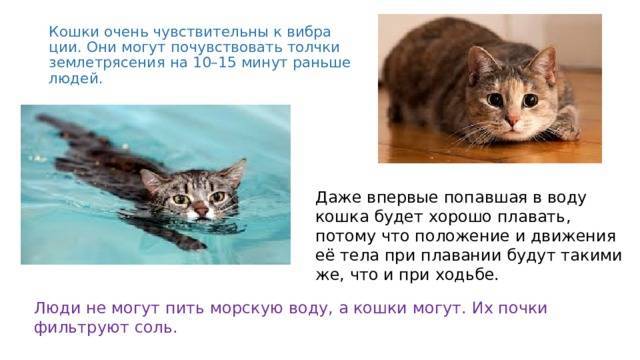 Самые интересные факты о котах и кошках: это стыдно не знать!