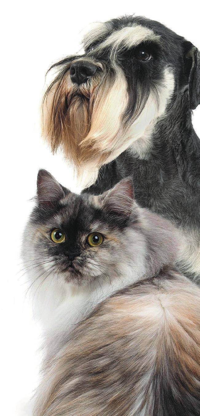 Полосатые породы котов и кошек: список с названиями, описанием и характеристиками