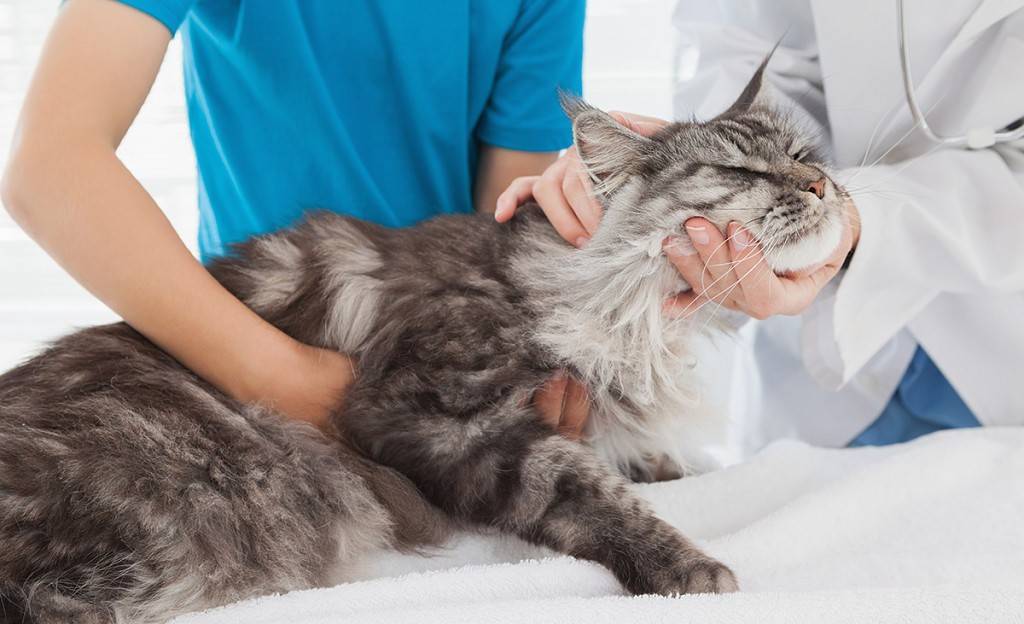 Кошка часто дышит животом, вялая, плохо ест – причины, диагностика и лечение