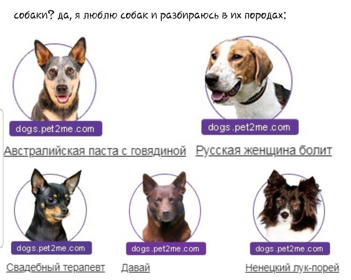 ᐉ как определить породу щенка по внешнему виду? - zoomanji.ru