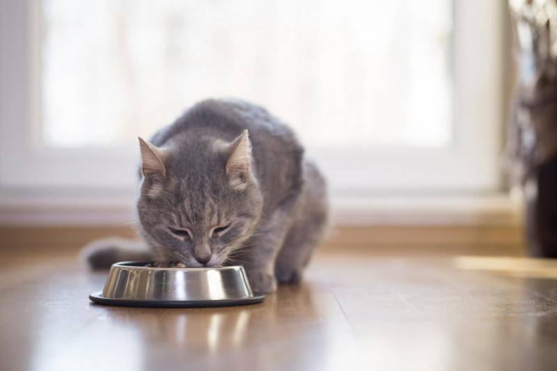 Рацион питания шотландских кошек в домашних условиях