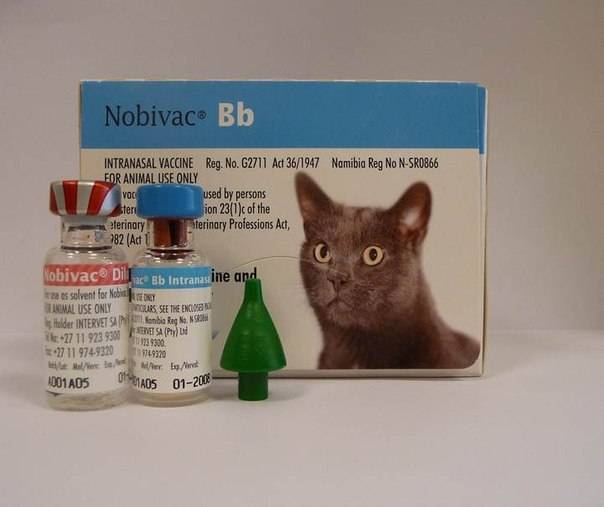 Полный календарь прививок для котят и кошек | блог ветклиники "беланта"