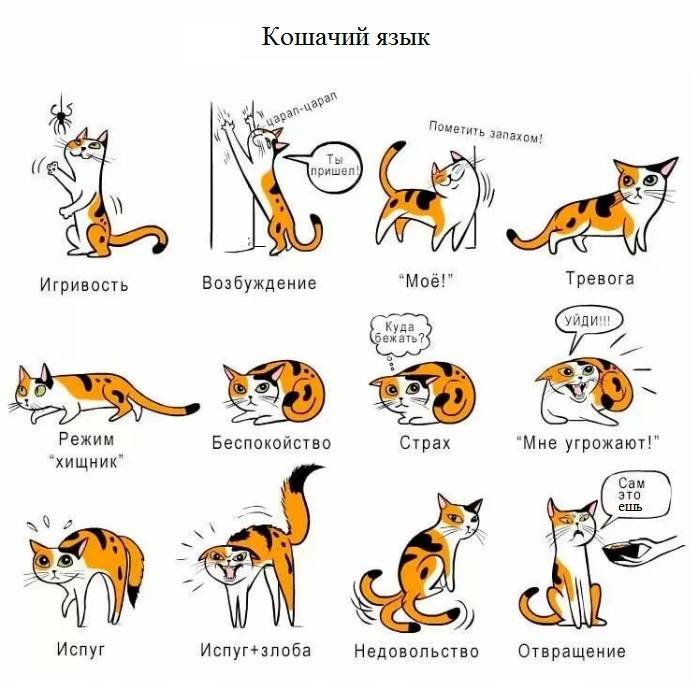Как понимать кошку — инструкция, как понять, что хочет кошка по хвосту и мяуканью