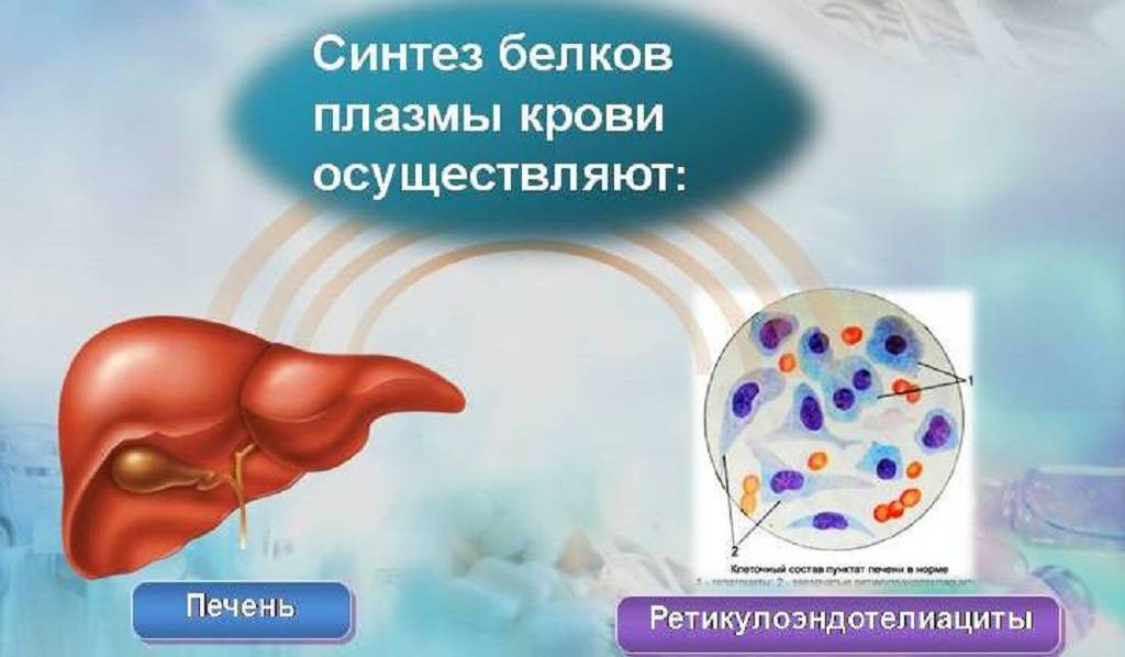 Синтез белков крови в печени