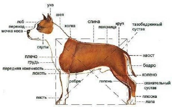 ᐉ как мерить рост собаки? - zoomanji.ru