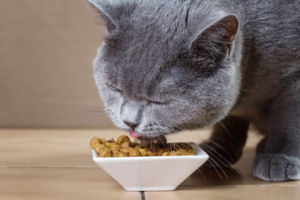 7 причин почему кошка стала много есть