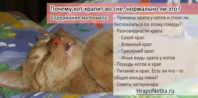 Нормально ли, что кошка храпит во время сна?