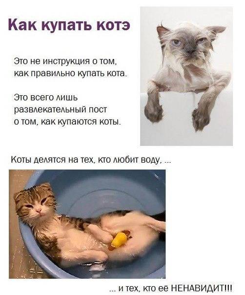 ᐉ сколько раз в месяц можно мыть кошку? - zoomanji.ru