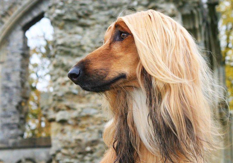 5 пород собак с обманчивой внешностью: они совсем не такие какими кажутся - досуг - животные на joinfo.com