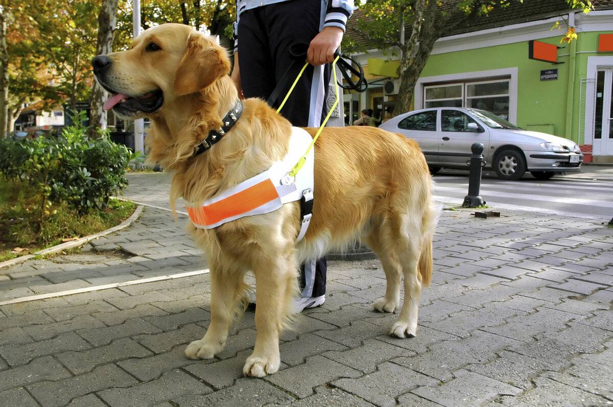 Собака-поводырь для слепых :: syl.ru